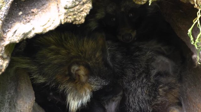 Close up head of two Mangut, or raccoon dog,  resting in a hollow log ona sunny day