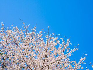 春爛漫の青空と満開の桜