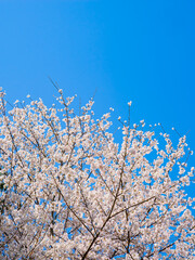春爛漫の青空と満開の桜