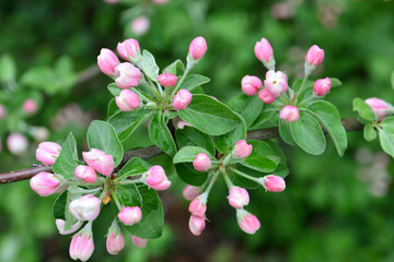 a close up of Delicate Pink buds Emerging on a Tree Branch