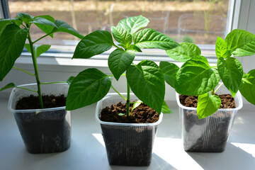 Young pepper plants growing on a windowsill with sunbeam close up