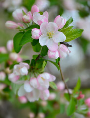 vertical spring background with Delicate Pink and White Apple Blossoms in Spring
