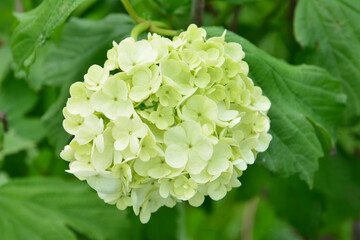 Lush Light Green Hydrangea Flower Head in Bloom macro