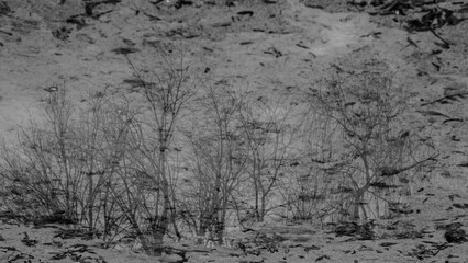 Gloomy winter atmosphere captured in a dirty water mirror 