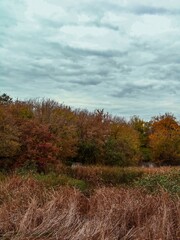 Fototapeta premium Scenic autumn river landscape with colorful orange trees and dry reeds under cloudy sky 
