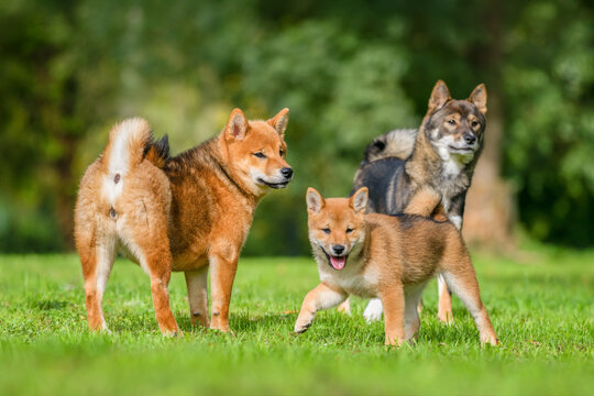 Portrait of two females Shiba Inu with a puppy in a meadow on a breeding dog farm. Canis familiaris, Cher 18, r&eacute;gion Centre Val de Loire, France, European Union, Europe