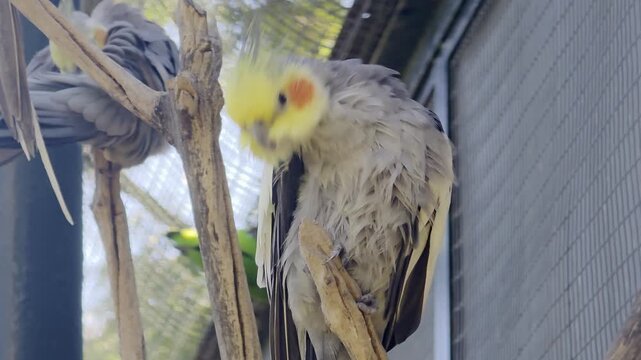 A nymph parrot sits on a branch and cleans its feathers