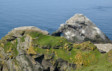 Fou de Bassan, Réserve Naturelle Nationale Hermaness, Ile Unst, Iles Shetland, Ecosse, Grande...