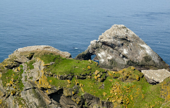 Fou de Bassan, R&eacute;serve Naturelle Nationale Hermaness, Ile Unst, Iles Shetland, Ecosse, Grande Bretagne