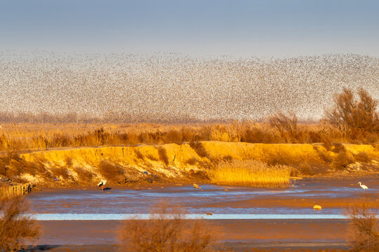 Massive Bird Migration Over River Wetland Landscape