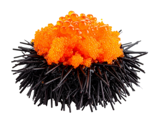 Close-up of a sea urchin with bright orange roe on top.