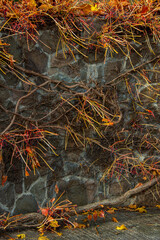 Stone wall with climbing vine plants in autumn 
