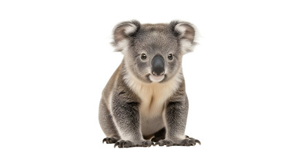 Obraz premium Adorable Baby Koala Sitting on White Background.