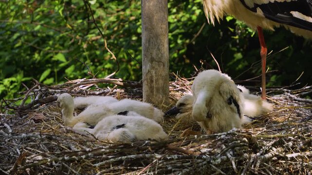 A very close up of baby stork chicks resting in a nest and looking around on a sunny summer day.
