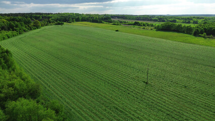 Obraz premium Organic farming landscape with forest edge and green plants