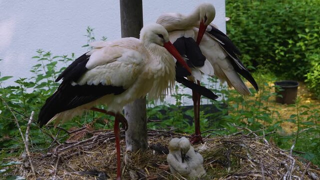 A very close up of a baby stork chick with his parents resting in a nest and looking around on a sunny summer day.