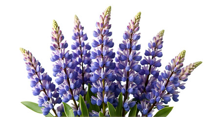 Obraz premium Purple Lupine Flowers in Bloom Arrangement
