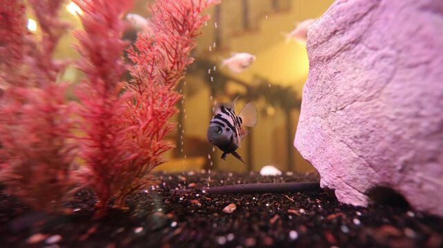 Underwater scene with fish heading directly toward observer