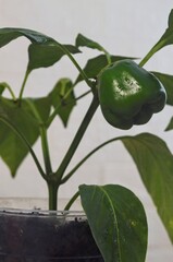 A young green bell pepper growing on a healthy plant in a small indoor container garden