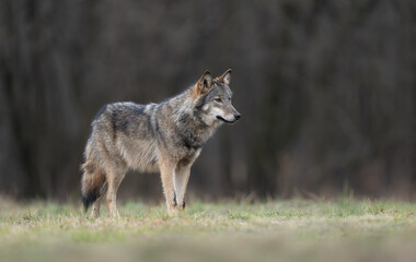 Grey wolf ( Canis lupus ) close up