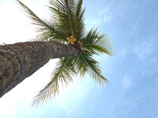 Palm Tree Trunk and Leaves Against Blue Sky.