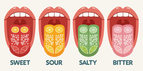 Taste Receptor Cells on Tongue Flat Design Illustration