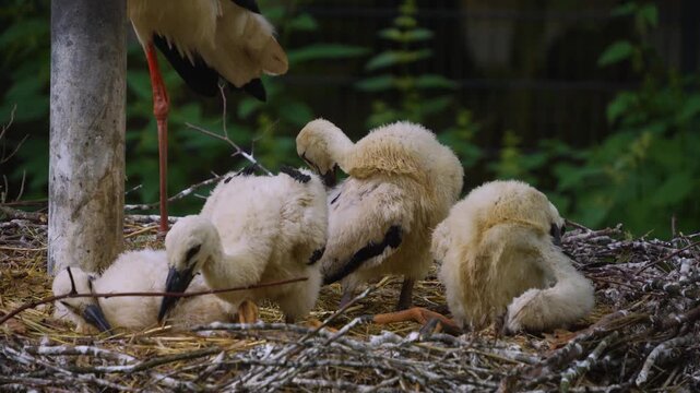 A very close up of baby stork chicks resting in a nest and looking around on a sunny summer day.