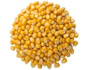 Close up view of yellow corn kernels piled together with natural lighting and high resolution detail on a transparent background PNG