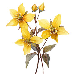 Fototapeta premium Epimedium Flower, delicate watercolor illustration vector with soft and elegant colors, isolated on a white background.