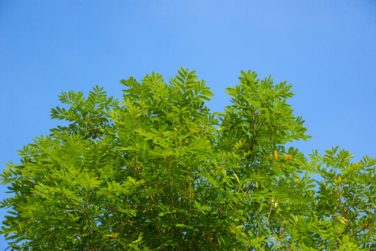 Fresh African mahogany canopy (Khaya senegalensis, Meliaceae) with bright green leaves against a clear blue sky, low-angle foliage view, photographed in Vietnam.