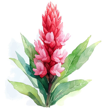 Cockscomb Flower, vibrant watercolor vector illustration with flowing and detailed brush strokes, isolated on a white background.