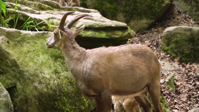 Close up oa female ibex with a kid standing around the forest on a sunny summer day