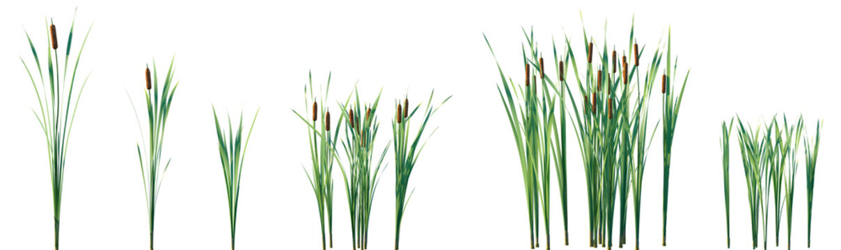 Set of Typha orientalis (commonly known as bulrush, cumbungi) isolated frontal png on a transparent background perfectly cutout
