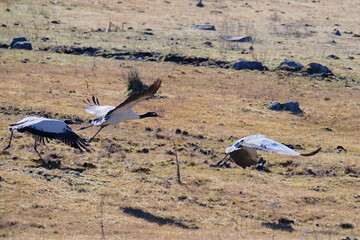 Black-necked Crane About to Fly in Himalayan Wetlands
