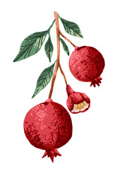 Pomegranate fruit plant with flower and green leaves