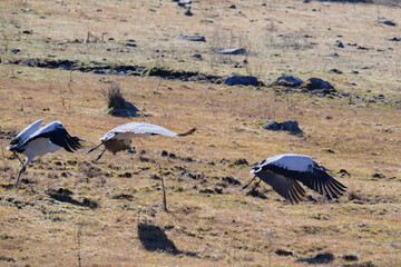 Black-necked Crane Powerful Takeoff Moment in Bhutan
