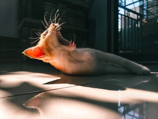 Ginger and white kitten yawning while stretching on the floor in cinematic sunlight.