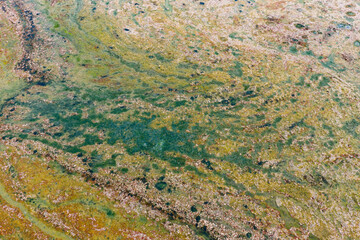 green algae on the surface of the water. cyanobacteria is a global environmental problem. Ponds, rivers and lakes with harmful algal blooms. Ecological concept of polluted nature