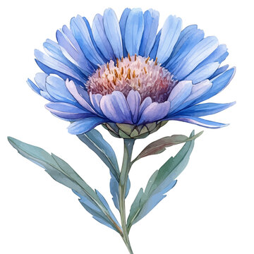 Aster Flower, beautiful watercolor illustration with vivid colors and detailed vector style, isolated on a white background.