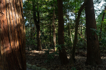 日本神話：神聖な森と川（神宮・五十鈴川）