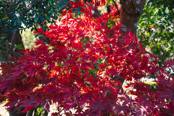 日本神話：神聖な森と川（神宮・五十鈴川）
