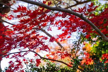 日本神話：神聖な森と川（神宮・五十鈴川）
