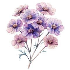 Achillea Flower, delicate watercolor illustration vector with soft and elegant colors, isolated on a white background. © soltrex