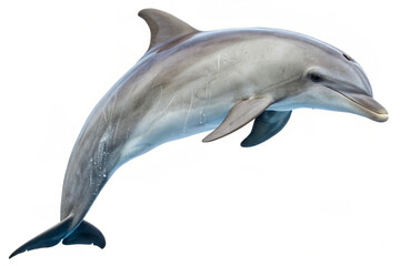 A graceful common dolphin leaping dynamically against a clean white background. © Abid Ali