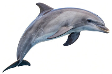 A graceful common dolphin leaping dynamically against a clean white background. © Abid Ali