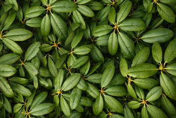 Rhododendron plant bush leaves exotic closeup macro background wallpaper