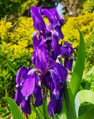 iris flowers in the garden