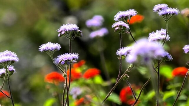 Bloomed plants with colorful petals swaying in the wind