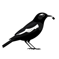 Fototapeta premium Black and white bird isolated on transparent background
