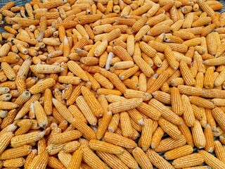 drying corn under sun light